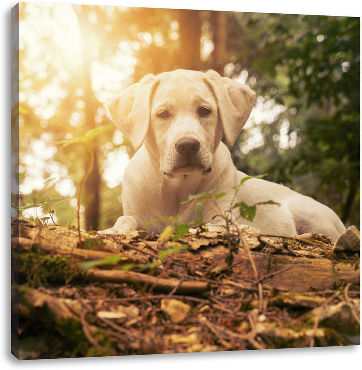 Pixxprint Hund im Wald bei Sonneuntergang als Leinwandbild/Grösse: 70x70 cm/Wandbild/Kunstdruck/fert