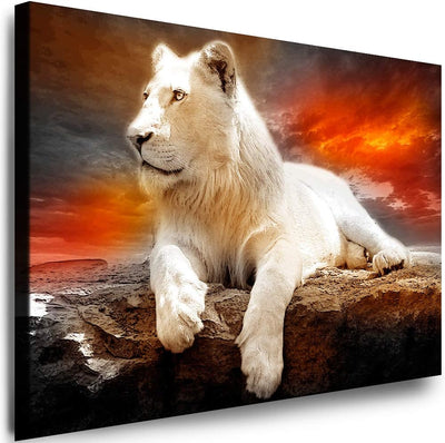 Julia-Art - Leinwandbilder - XXL Leinwand Bild (120 x 80 cm 1 teilig) Wandbilder mit Keilrahmen - Ku