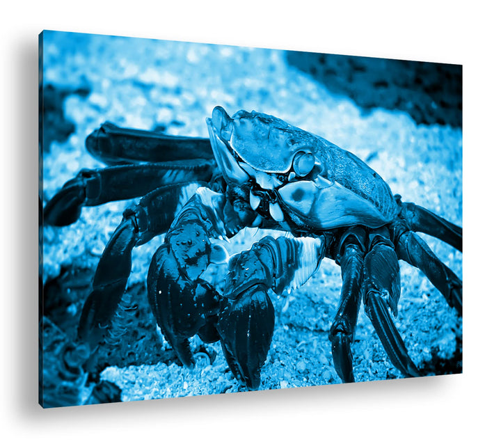 deyoli bunte Krabbe am Strand Format 60x40 Effekt: Monocrome Blau als Leinwandbild, Motiv fertig ger