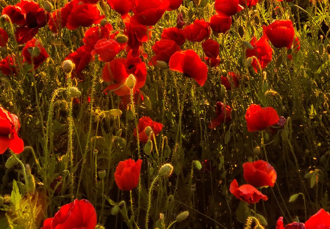 murando - Bilder Mohblumen Feld 120x80 cm Leinwandbild 1 tlg Kunstdruck modern Wandbilder XXL Wandde