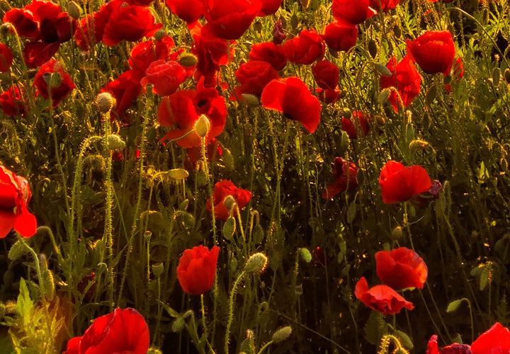 murando - Bilder Mohblumen Feld 120x80 cm Leinwandbild 1 tlg Kunstdruck modern Wandbilder XXL Wandde