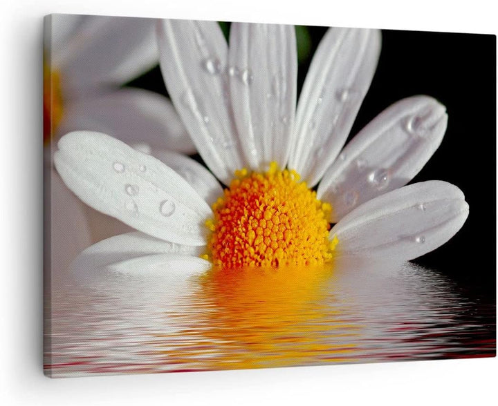 Bilder auf Leinwand Kraut Kamille Blume Wasser Leinwandbild 70x50cm Wandbilder Dekoration Wohnzimmer