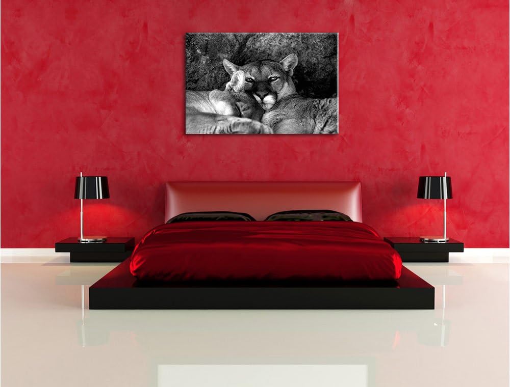Pixxprint verschlafenes Puma Paar Kunst B&W als Leinwandbild/Grösse: 100x70 / Wandbild/Kunstdruck/fe
