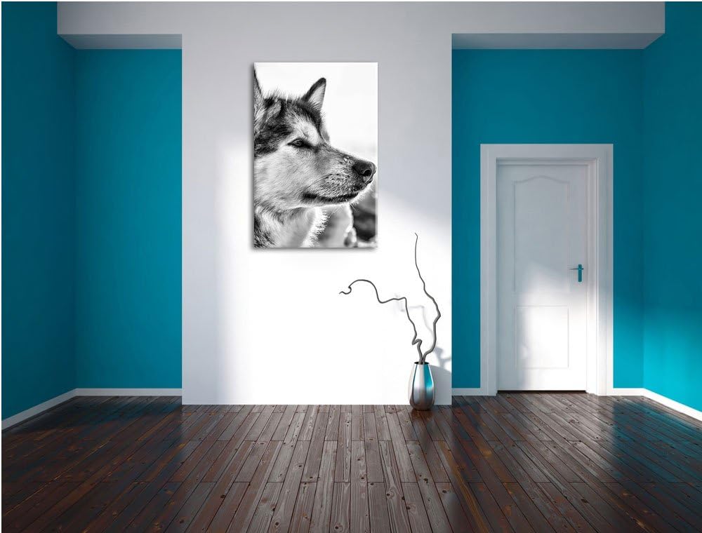 Pixxprint Husky im Schnee als Leinwandbild/Grösse: 100x70 cm/Wandbild/Kunstdruck/fertig bespannt, 10