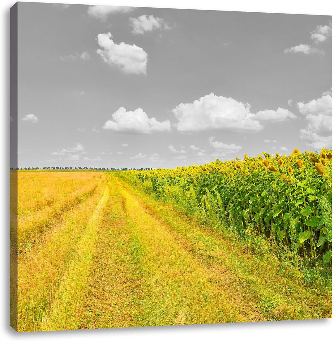 Pixxprint Feldweg Sonnenblumen als Leinwandbild Quadratisch/Grösse: 70x70 / Wandbild/Kunstdruck/fert