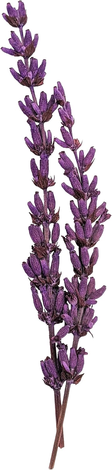 Calitti - Silikat Katzenstreu | Premium Crystals Silikatstreu | Antibakteriell Katzensand mit frisch