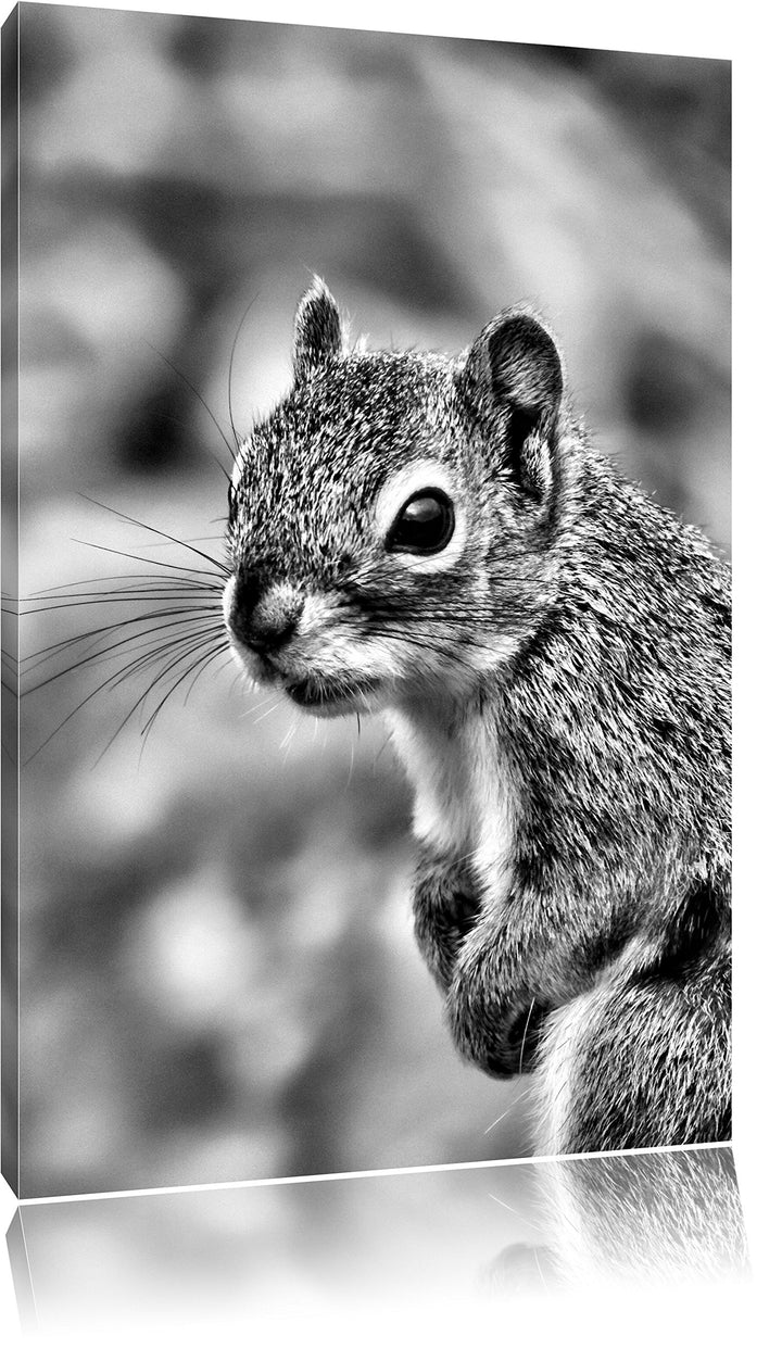 Pixxprint kleines wachsames Eichhörnchen als Leinwandbild | Grösse: 100x70 cm | Wandbild | Kunstdruc