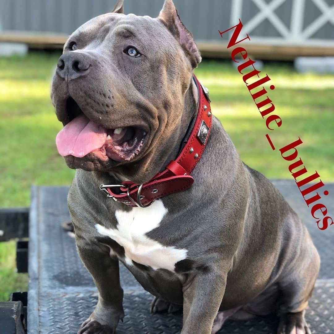 Bestia™ "EROS Hundehalsband für grosse Hunde. 100% Leder. Weich gepolstert. 6,3 cm breit. TOP Qualit