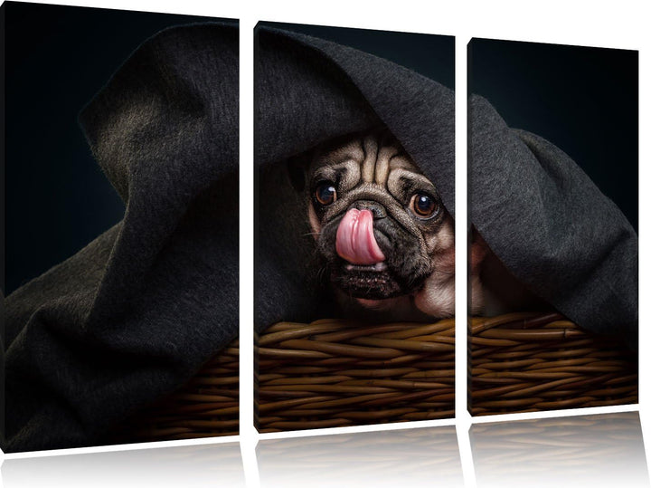 Pixxprint Süsser Mops unter der Decke als Leinwandbild/Grösse: 3 Teilig (120x80) / Wandbild/Kunstdru