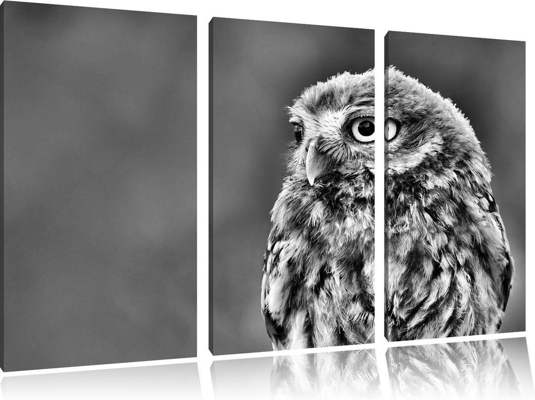 Pixxprint schöne Junge Eule als Leinwandbild/Grösse: 3 Teilig (120x80) cm/Wandbild/Kunstdruck/fertig