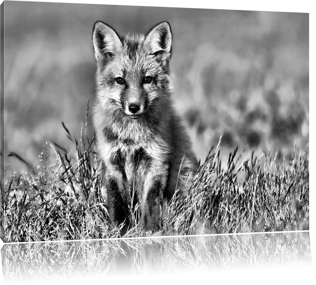 Monocrome, Kleiner Fuchs , Format: 100x70 auf Leinwand, XXL riesige Bilder fertig gerahmt mit Keilra