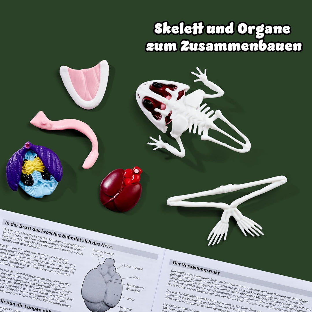Simba Scout Dissect-It Frosch, zum Sezieren, 16cm, Skelett und Organe zum Zusammenbauen, Nachfüllset