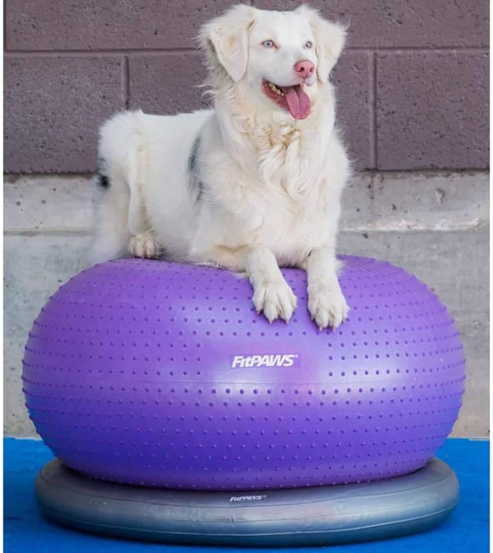 FitPAWS Traxdonut Hundetrainer, 1 Unité (Lot de 1)