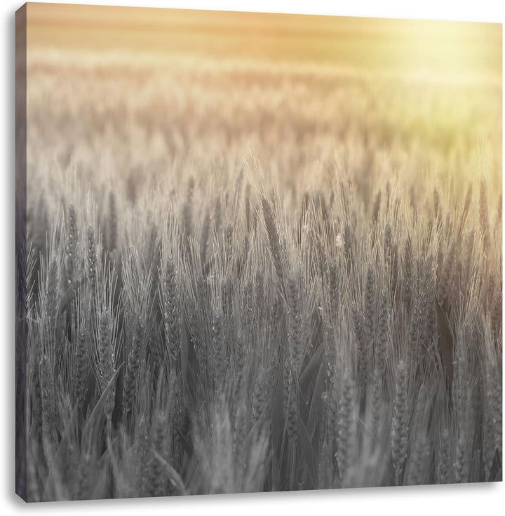 Pixxprint Romantisches Getreidefeld bei Sonnenuntergang schwarz/weiss, Format: 70x70 auf Leinwand, 7