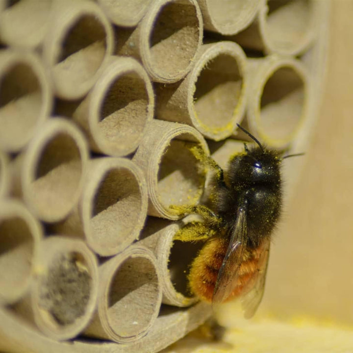 dobar® 28540e Profi-Wildbienenhotel - Bienenhaus aus Holz - Massive Nisthilfe mit Papierröhrchen - I
