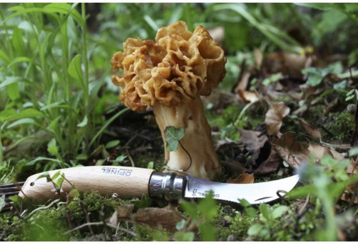 Opinel Pilzmesser, Sandvik-Stahl, Buchenholz, Wildschweinborsten