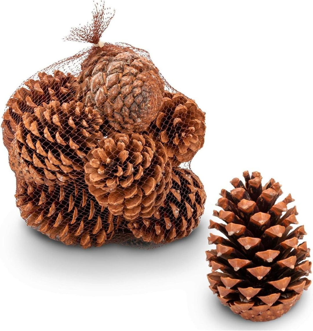 NaDeco Pinus maritima in Natur, 14-18cm, 20 Stück | Grosse Tannenzapfen | Kiefernzapfen | Weihnachts