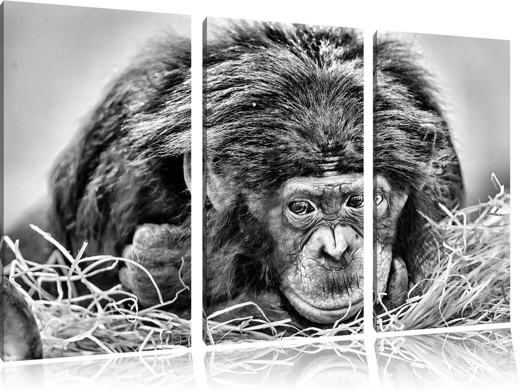Pixxprint Monocrome, Kleiner Schimpanse im Heu 3-Teiler Leinwandbild 120x80 Bild auf Leinwand