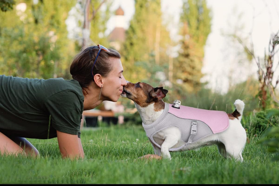 Hundekühlweste Atmungsaktives Mesh Hundejacke Sommer Cooler und Komfortabler Hundemantel Verstellbar