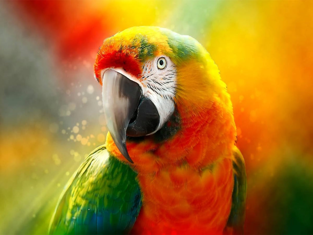 CALVENDO Puzzle Mein bunter Papagei 1000 Teile Lege-Grösse 64 x 48 cm Foto-Puzzle Bild von Peter Rod