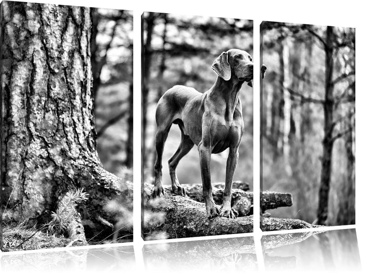 Pixxprint Edler Weimaraner im Wald als Leinwandbild/Grösse: 3 Teilig (120x80) / Wandbild/Kunstdruck/
