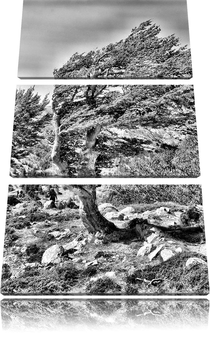 Pixxprint Monocrome, Schiefer Baum 3-Teiler Leinwandbild 120x80 Bild auf Leinwand