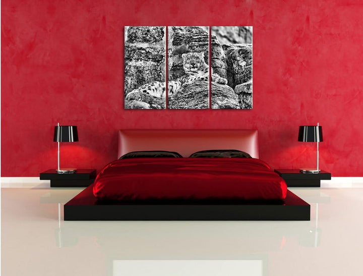 Pixxprint Schneeleopard auf Stein als Leinwandbild/Grösse: 3 Teilig (120x80) cm/Wandbild/Kunstdruck/