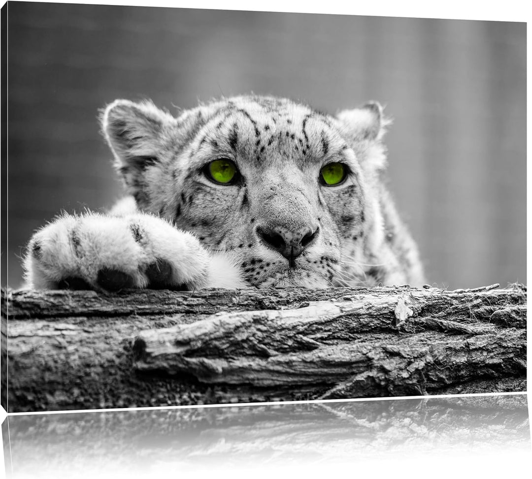 Schöner Gepard mit grünen Augen auf Baumstamm schwarz/weiss Format: 100x70 auf Leinwand, XXL riesige