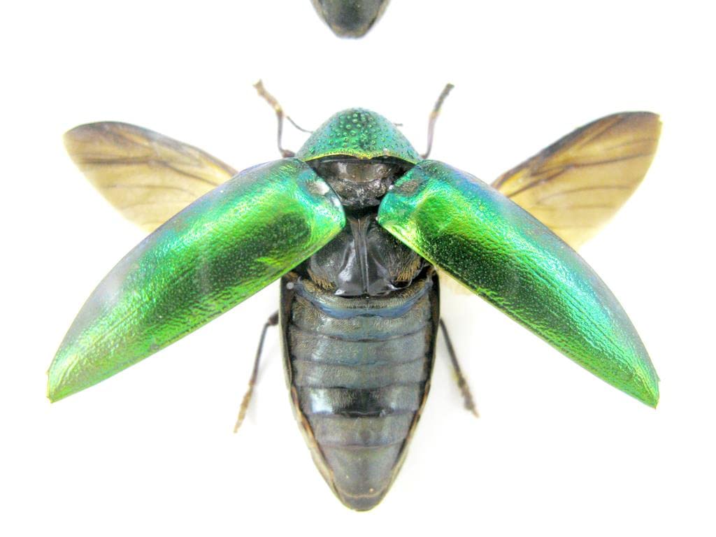 Echte exotische riesige Käfer, Insekten und Krabbler im Schaukasten - Insekten - Taxidermie (3 Stern
