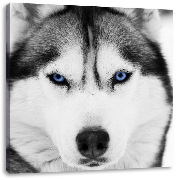 Pixxprint Husky mit blauen Augen als Leinwandbild | Grösse: 70x70 cm | Wandbild | Kunstdruck | ferti