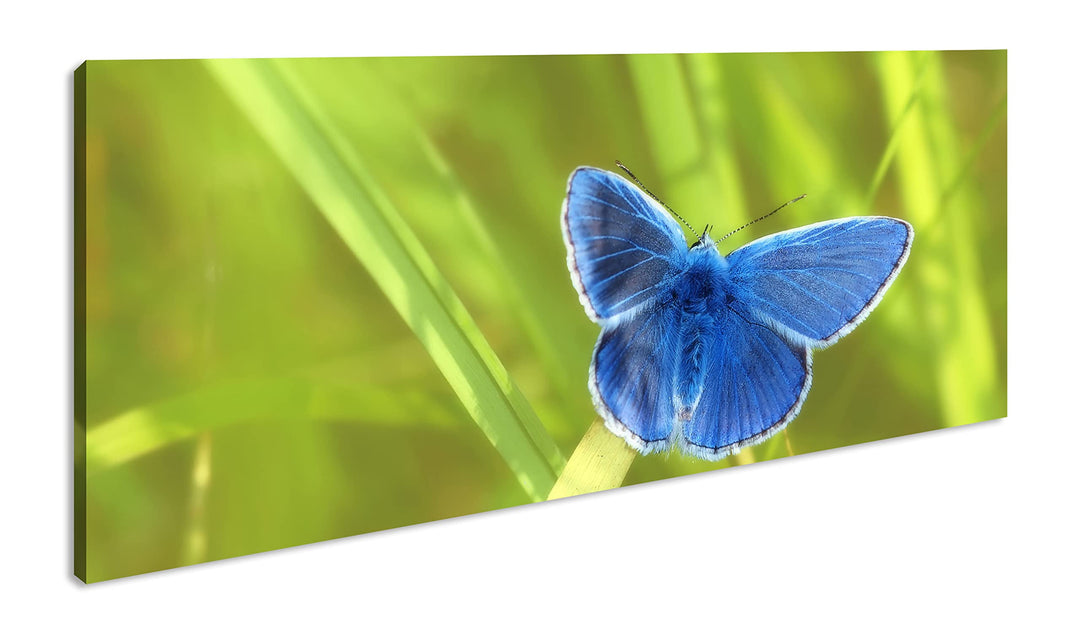kleiner blauer Schmetterling Panorama 80x40 cm als Leinwandbild, Motiv fertig gerahmt auf Echtholzra