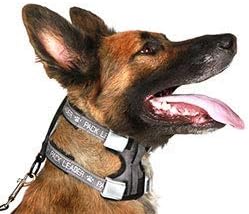 Cesar Millan Pack Leader Collar - Trainingshalsband des Hundeflüsterers S Blau, S Blau