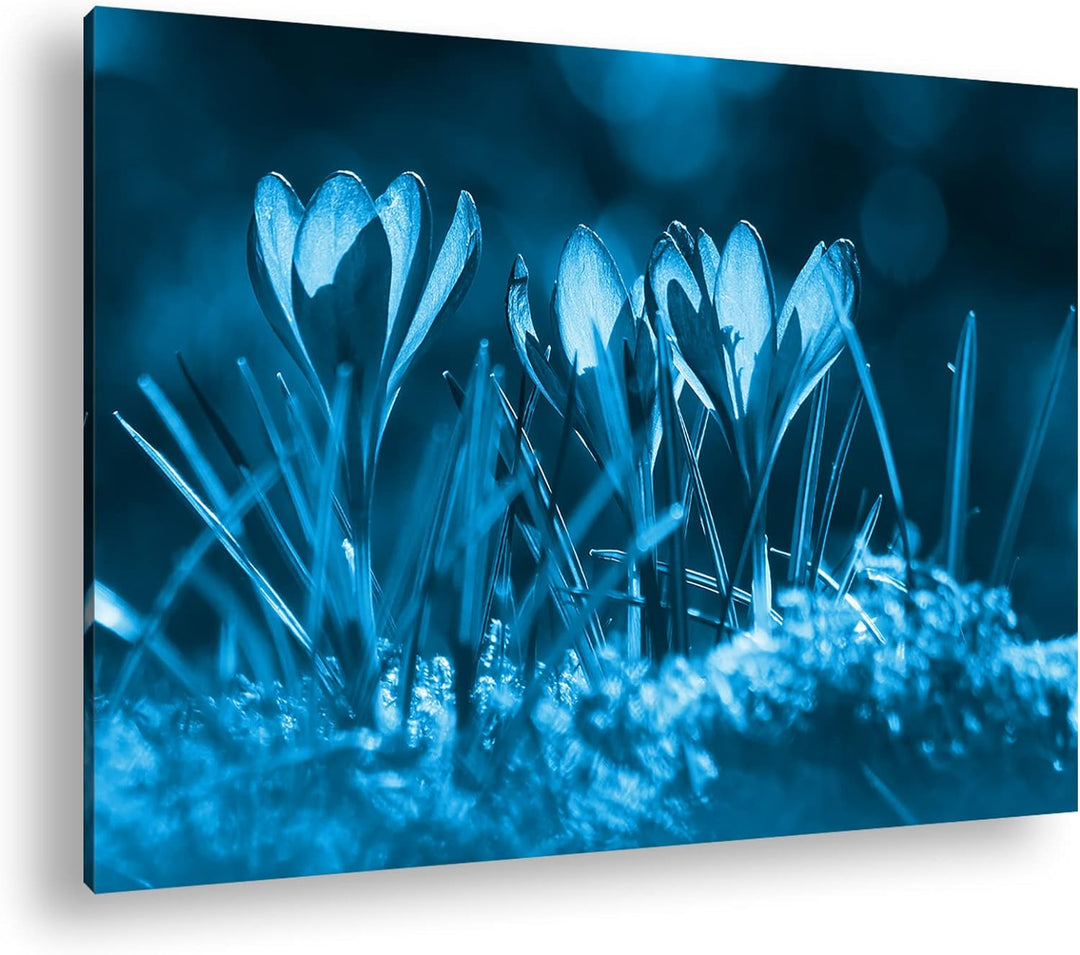 deyoli beeindruckende Krokusse im Frühling Format 80x60 Effekt: Monocrome Blau als Leinwandbild, Mot