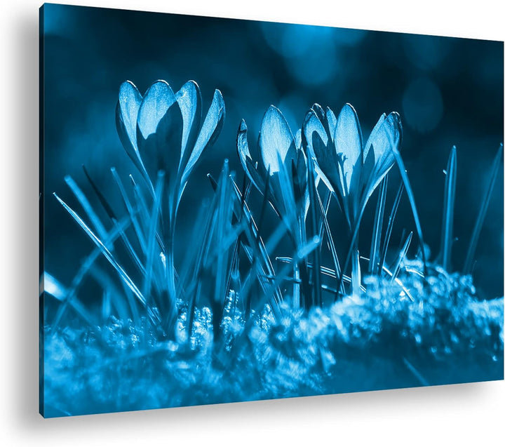deyoli beeindruckende Krokusse im Frühling Format 80x60 Effekt: Monocrome Blau als Leinwandbild, Mot