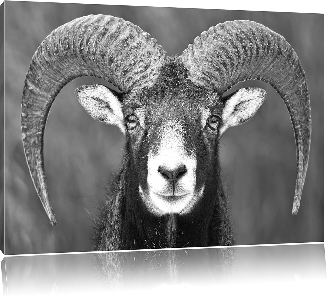 Mufflon Porträt Kunst B&W, Format: 100x70 auf Leinwand, XXL riesige Bilder fertig gerahmt mit Keilra