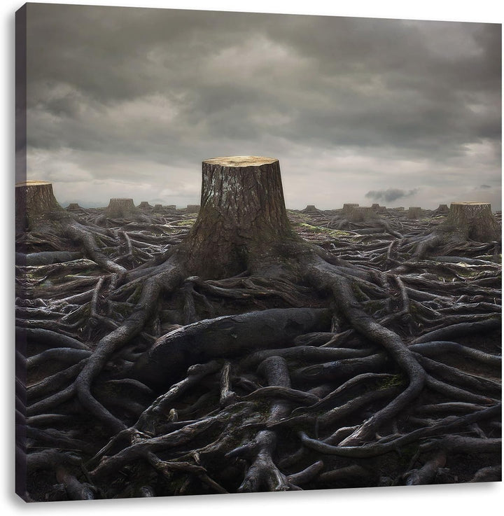 Pixxprint Gerodeter Wald, Format: 70x70 auf Leinwand, XXL riesige Bilder fertig gerahmt mit Keilrahm