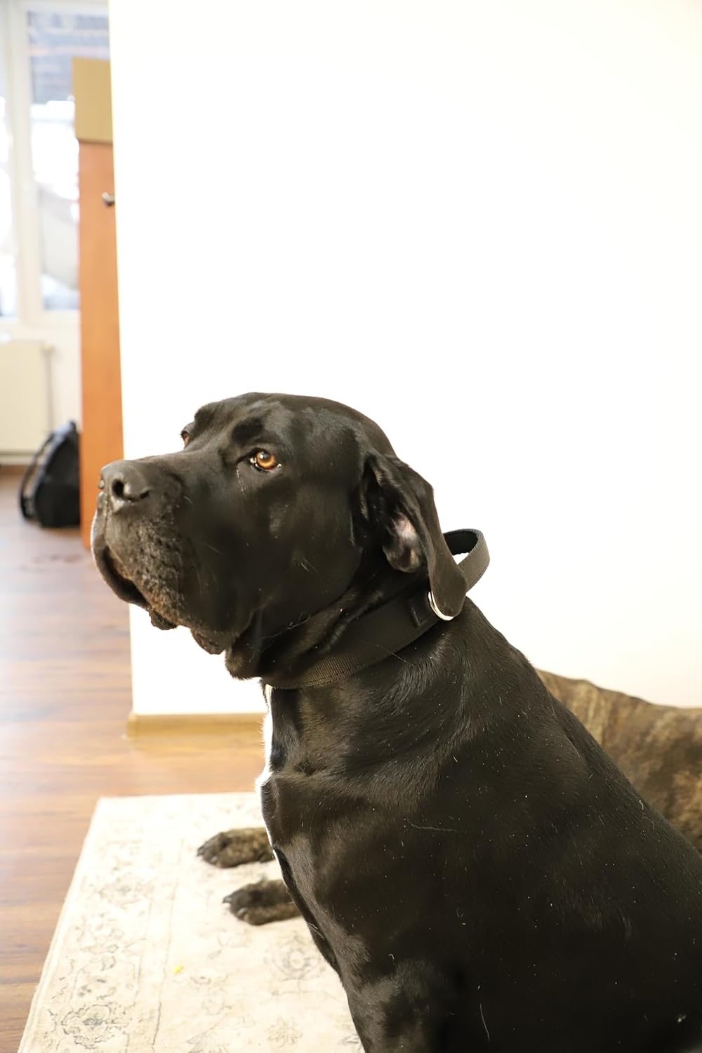 Dingo Braun Halsband aus Weichem Leder mit Griff Speziell für Schäfer Rasse Hund 13107 5,0 x 75 cm (