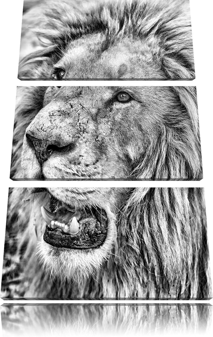 Pixxprint schöner weisser Löwe als Leinwandbild | Grösse: 3 Teilig (120x80) | Wandbild| Kunstdruck |