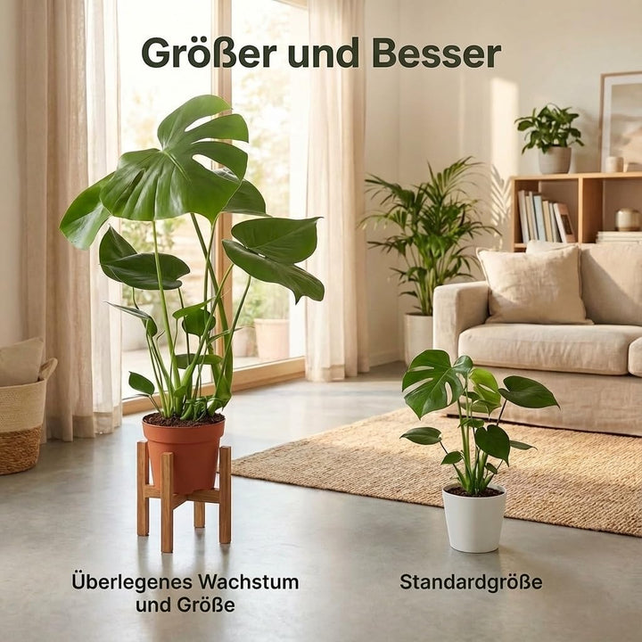 Monstera Deliciosa 3er-Set, 55-70cm, 14cm Topf Ø, Pflanzen-Set für Wohnung und Büro, Qualität vom Pf