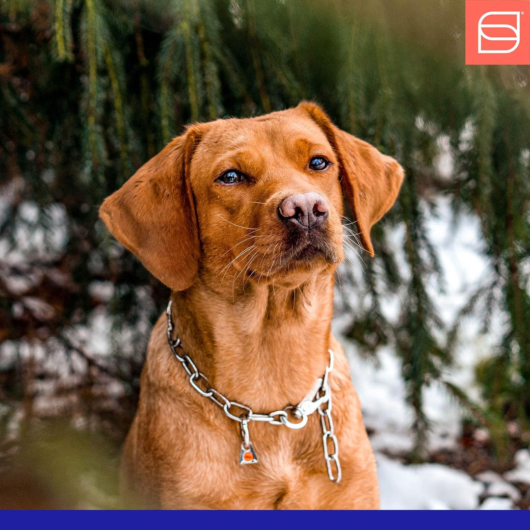 Sprenger Hundehalskette mit Sprenger Haken aus Edelstahl 3mm I Grösse individuell einstellbar I Hals