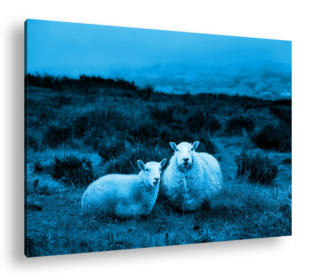 deyoli zwei niedliches Schafe Format: 80x60 Effekt: Monocrome Blau als Leinwandbild, Motiv fertig ge