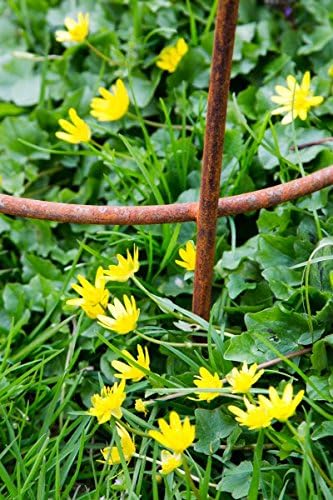 KUHEIGA Stabiler Staudenhalter Rost H: 60cm, Volleisen Strauchhalter, Rankgerüst,