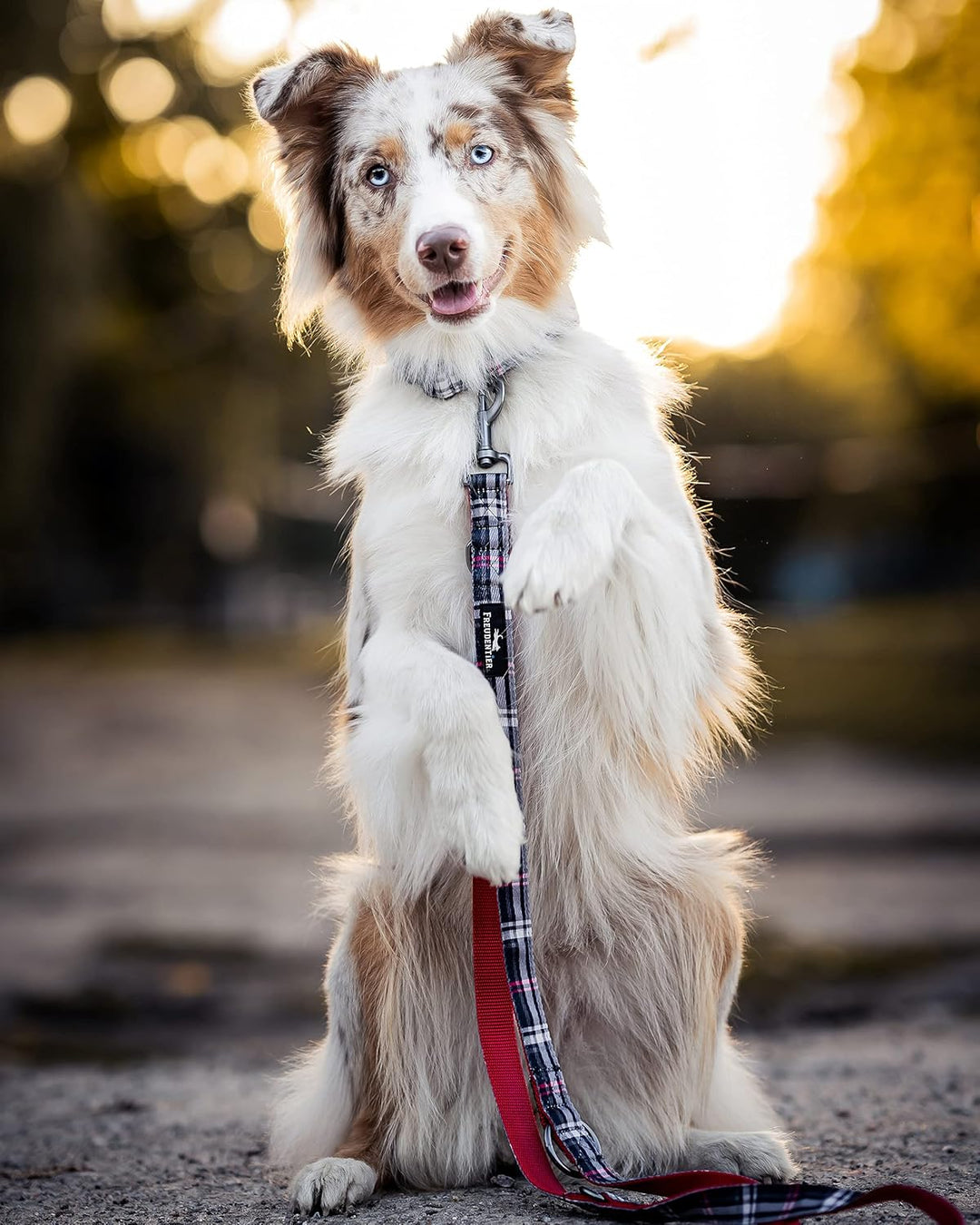 FREUDENTIER® Hundehalsband und 3-Fach verstellbare Führleine (2m) im Set - Edinburgh Kollektion (30-