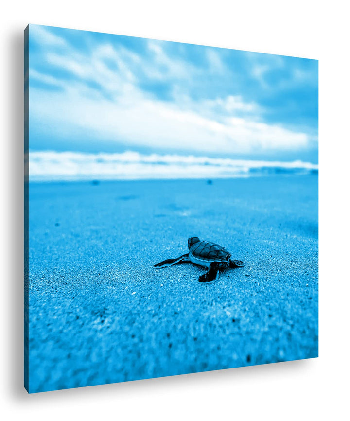 deyoli niedliche kleine Schildkröte Format: 70x70 Effekt: Monocrome Blau als Leinwandbild, Motiv fer