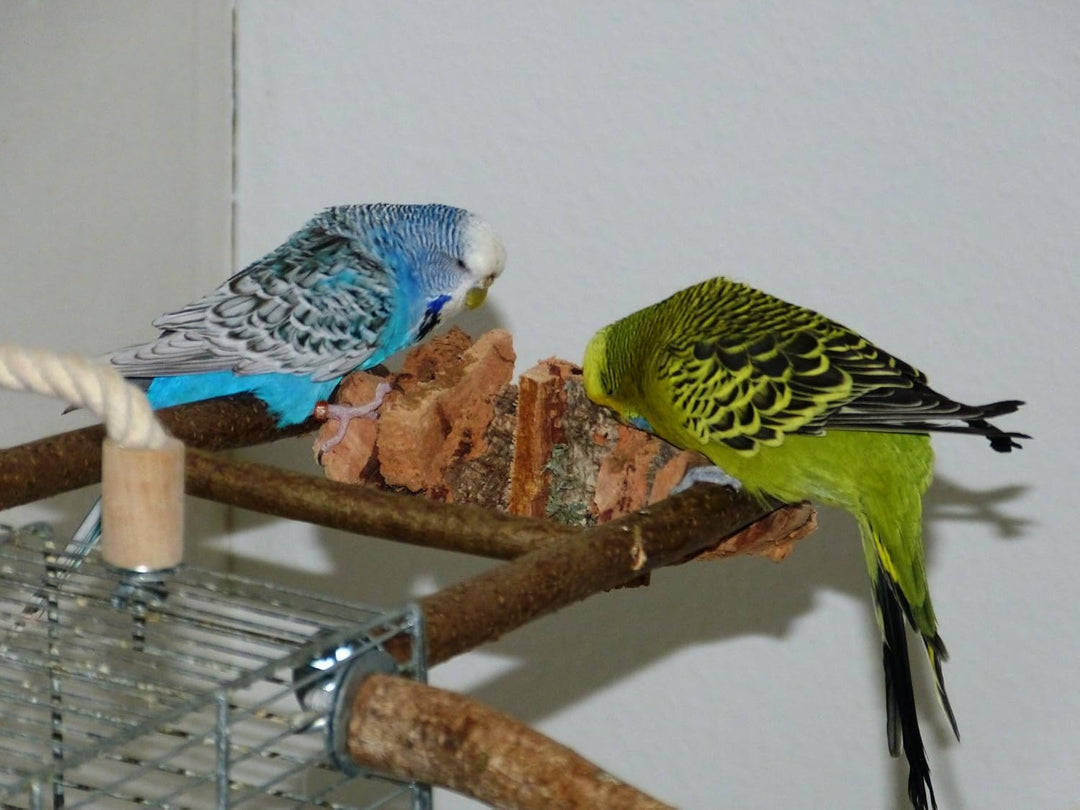 Vogelgaleria® Kork Pickstein Knabberparadies für Wellensittich, Nymphensittich und Unzertrennliche i