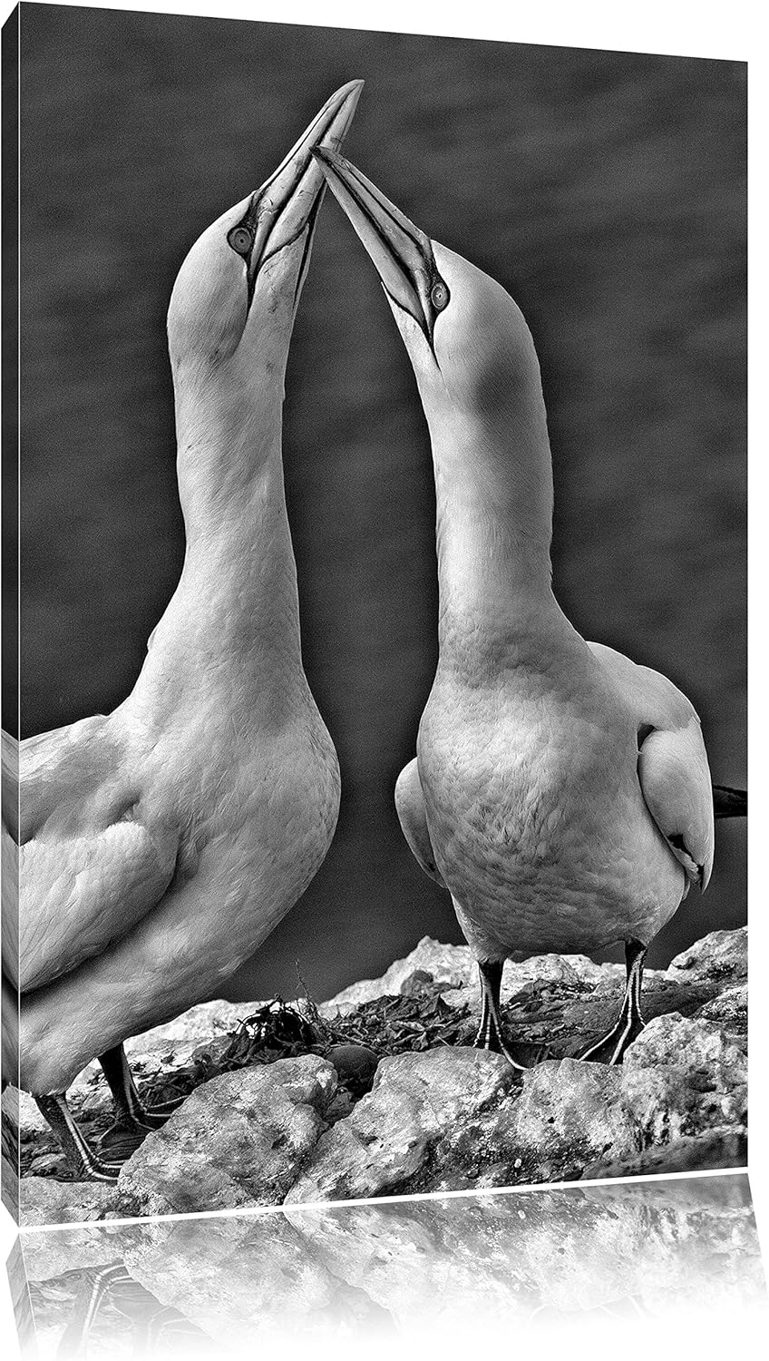 Pixxprint Monocrome, aussergewöhnliche Vögel am Meer, Format: 100x70 auf Leinwand, 100x70