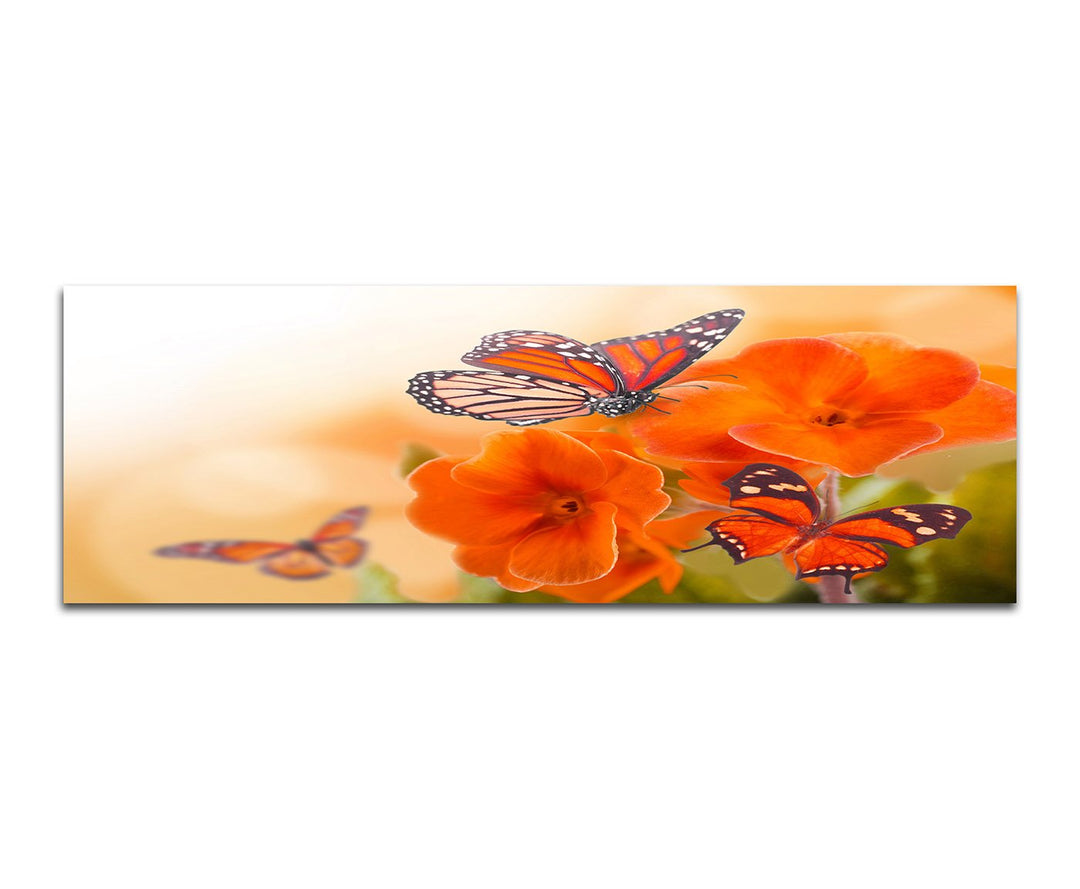Paul Sinus Art Panoramabild auf Leinwand und Keilrahmen 150x50cm Primel Blumen Schmetterlinge Sonnen