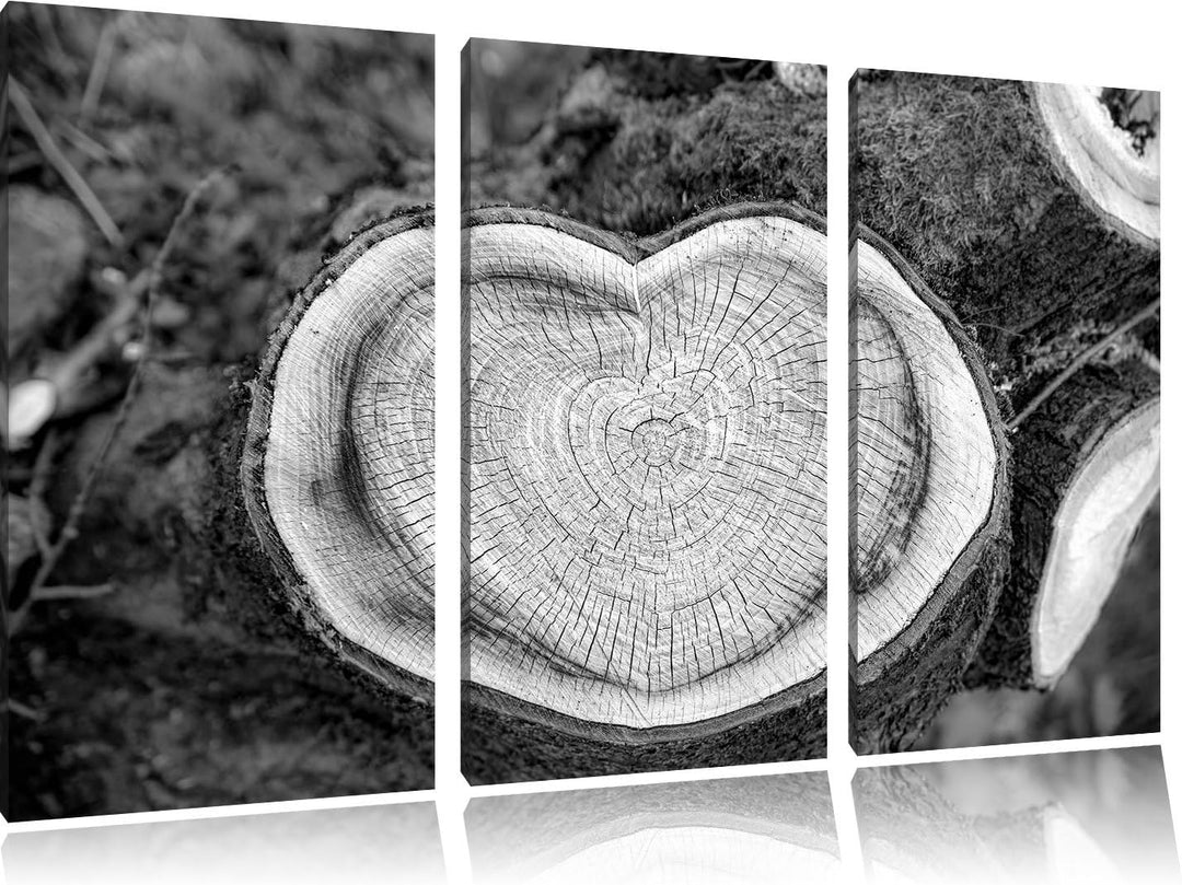 Pixxprint Jahresringe am Baumstamm als Leinwandbild/Grösse: 3 Teilig (120x80) cm/Wandbild/Kunstdruck