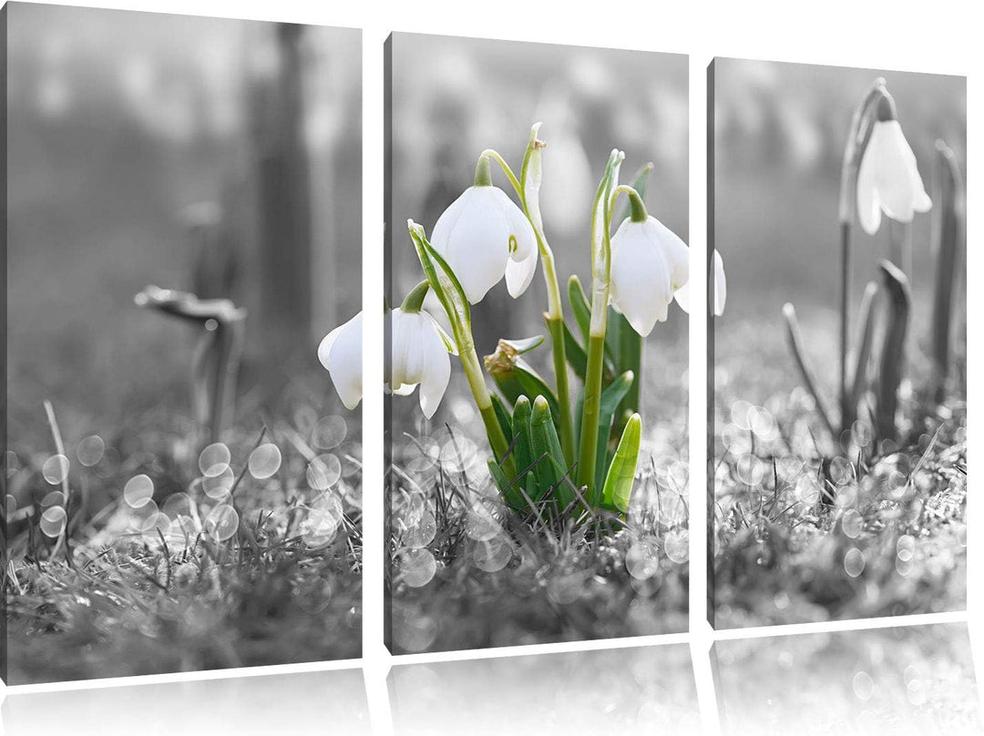 Pixxprint Schneeglöckchen im Morgentau als Leinwandbild | Grösse: 3 Teilig (120x80) | Wandbild| Kuns
