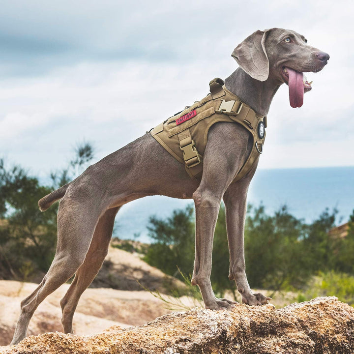 OneTigris Taktische Hundeweste Service Hundegeschirr MOLLE Hundeausbildung Geschirr 1000D Nylon (XL,